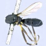 Sepsidae-000113-sydneyensis