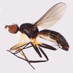 Sepsidae-000100-fasciculatus